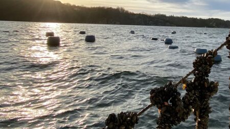 En musselodling i havet