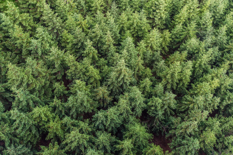 En skog med barrträd i fågelperspektiv