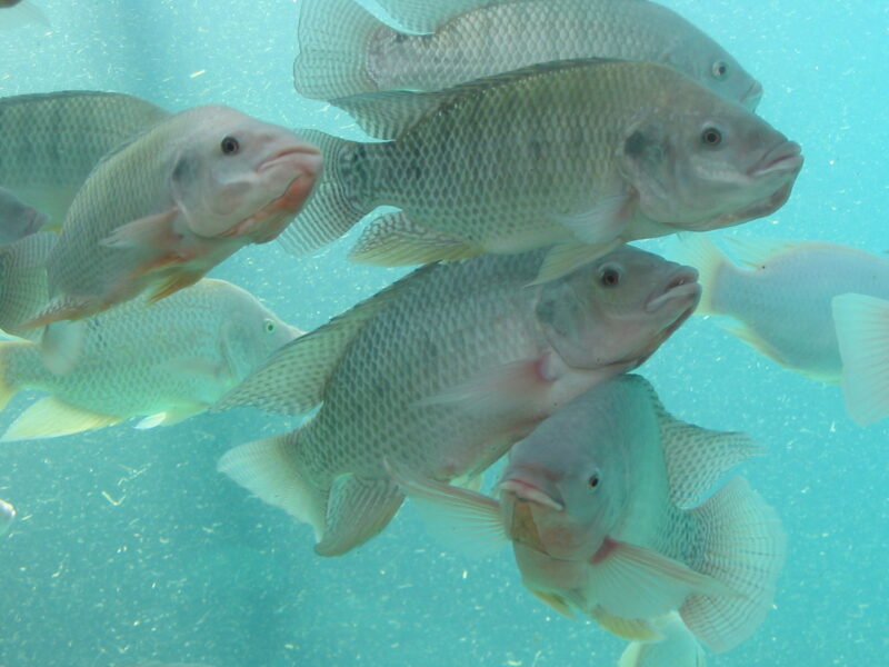 Fishes - Nile Tilapia