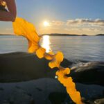 Saccharina Latissima, Saccharina Latissima, sockertång i motljus