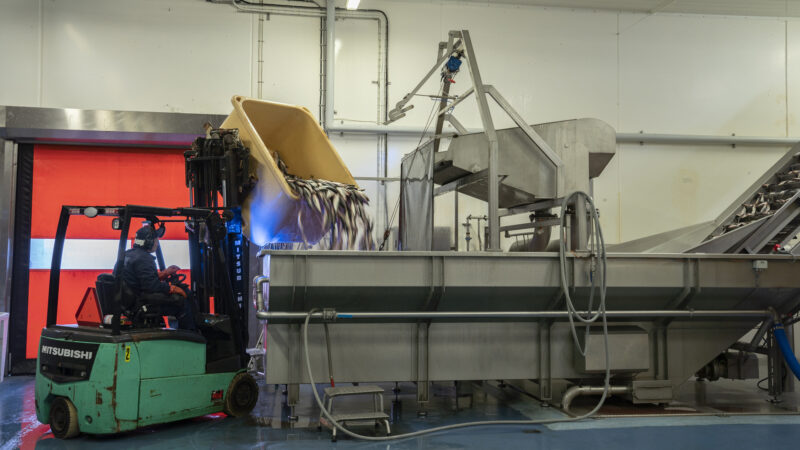 Sill som landats på Orust på väg in i Sweden Pelagics industri i Ellös på Orust.