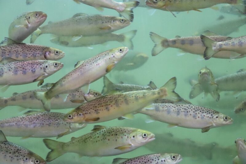 Laxyngel i odling hos Smögenlax