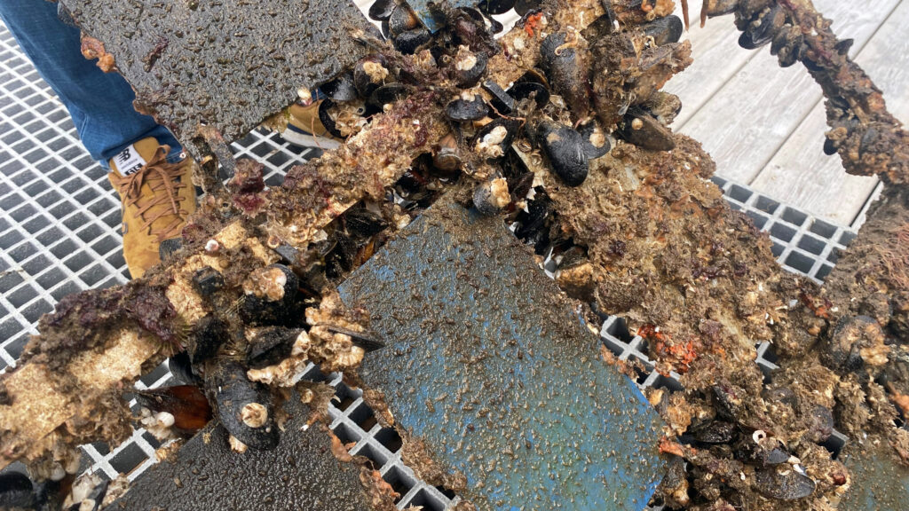 Påväxt av olika marina organismer vid RISE testbädd vi Kristinebergs center för marin forskning och innovation i Fiskebäckskil