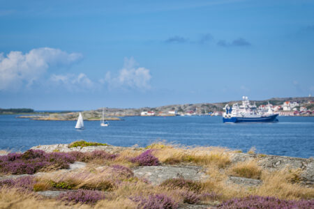 Trawler and view of the sea with heather in the foreground