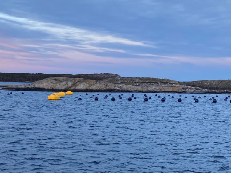Ostrea Aquaculture odlar ostron och lyfte bland annat behovet av provtagningsprogram hos myndighet.