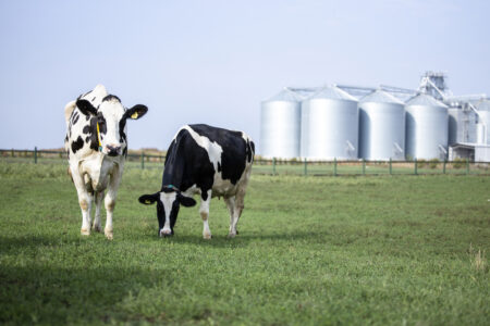 Cows in a field in front of a biogas plant