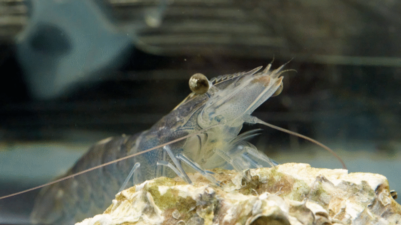 Håva (Matilda Olstorpe) - odlar och säljer färska jätteräkor (Vannamei) av sashimikvalitet i ett landbaserat, marint odlingssystem som är cirkulärt och fritt från antibiotika och kemikalier. Mentor: Karl Sjöblom, Eicorn