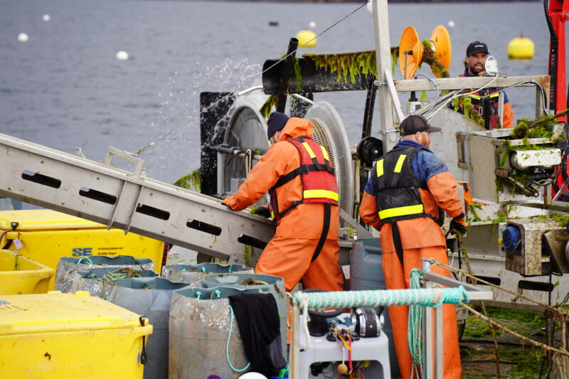 Seaweed harvesting with Nordic Seafarm 2025