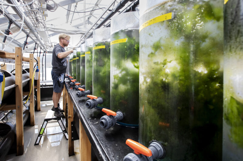 Bild från Tjärnö marina laboratorium
